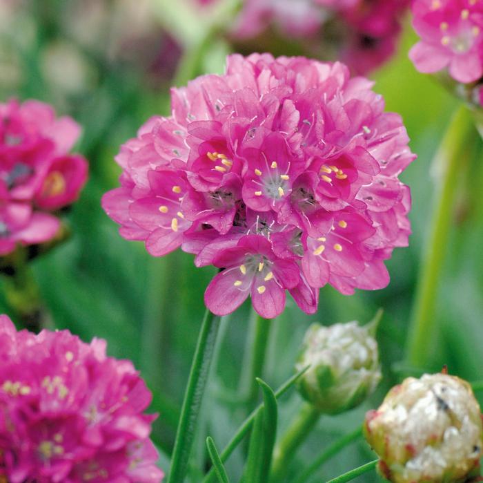 Armeria maritima Morning Star Deep Rose