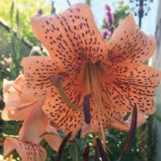 Lilium Tiger Lily Orange