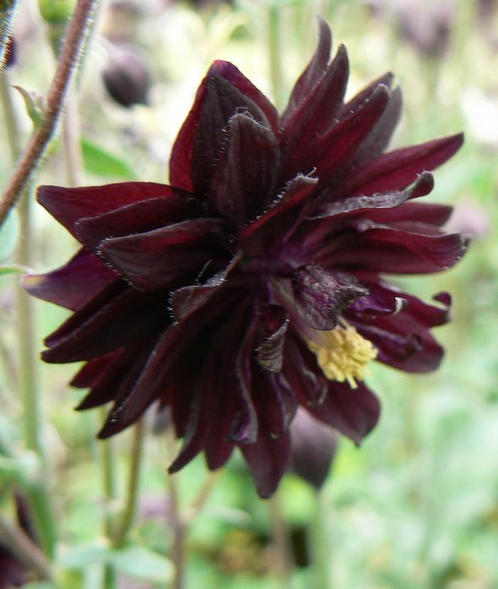 Aquilegia vulgaris Black Barlow