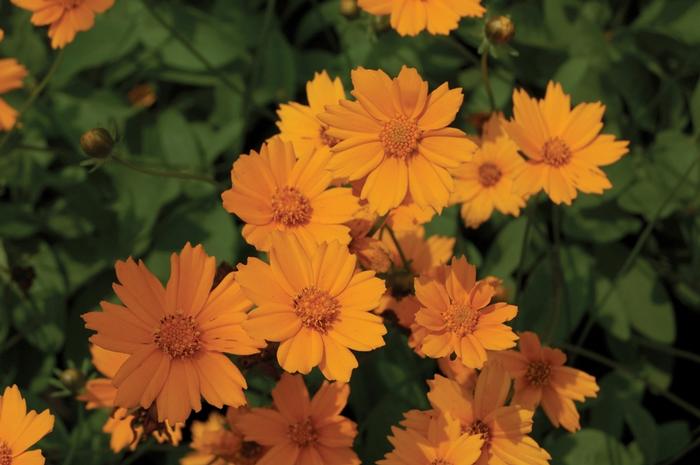 Coreopsis auriculata Nana