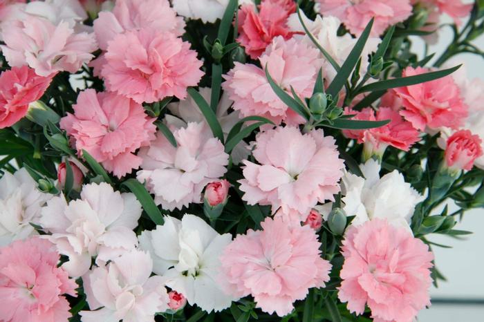 Dianthus (per) Everlast™ Pink to White