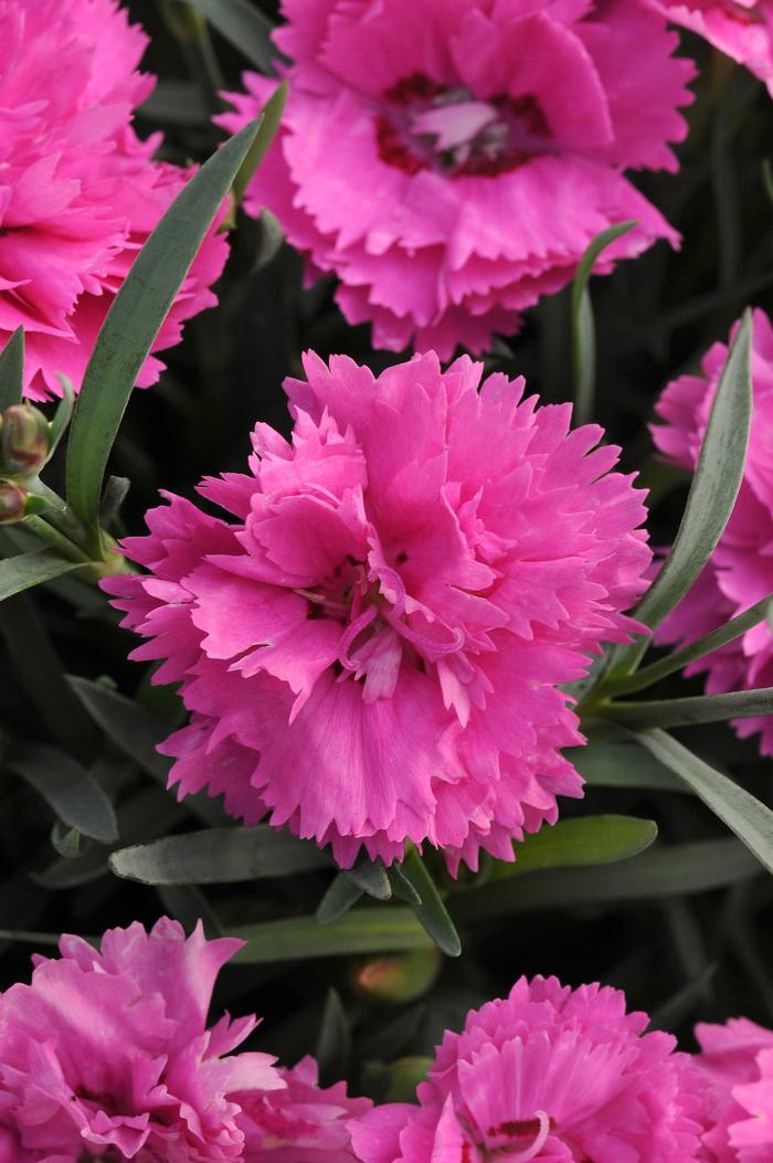 Dianthus (per) Everlast™ Orchid