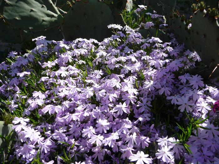 Phlox (per) subulata Emerald Blue