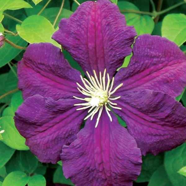 Clematis Jackmanii Superba