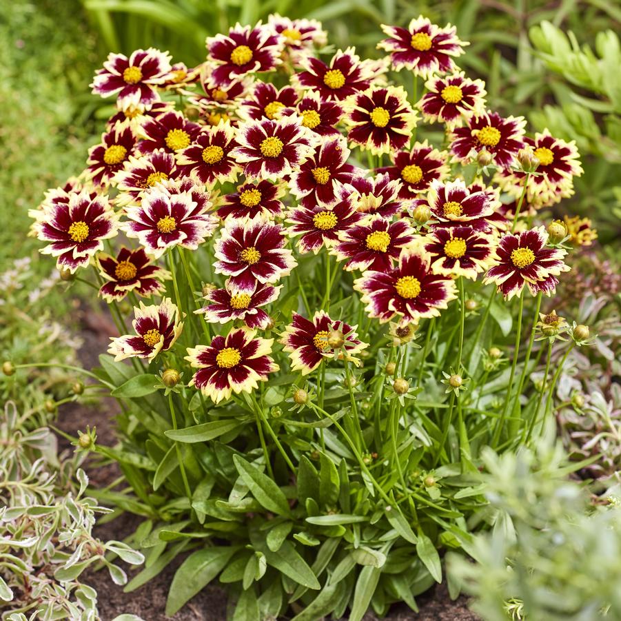 Coreopsis grandiflora Solar Fancy