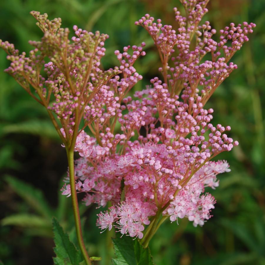 Filipendula rubra Venusta