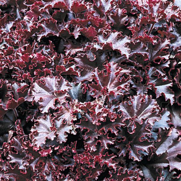 Heuchera Melting Fire