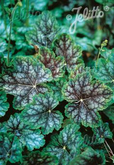 Heuchera Dale's Strain