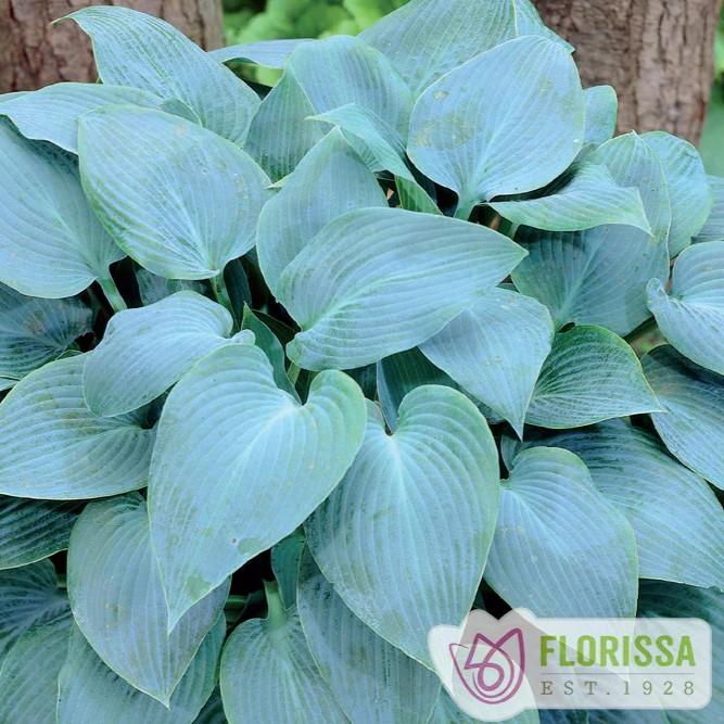 Hosta Canadian Blue