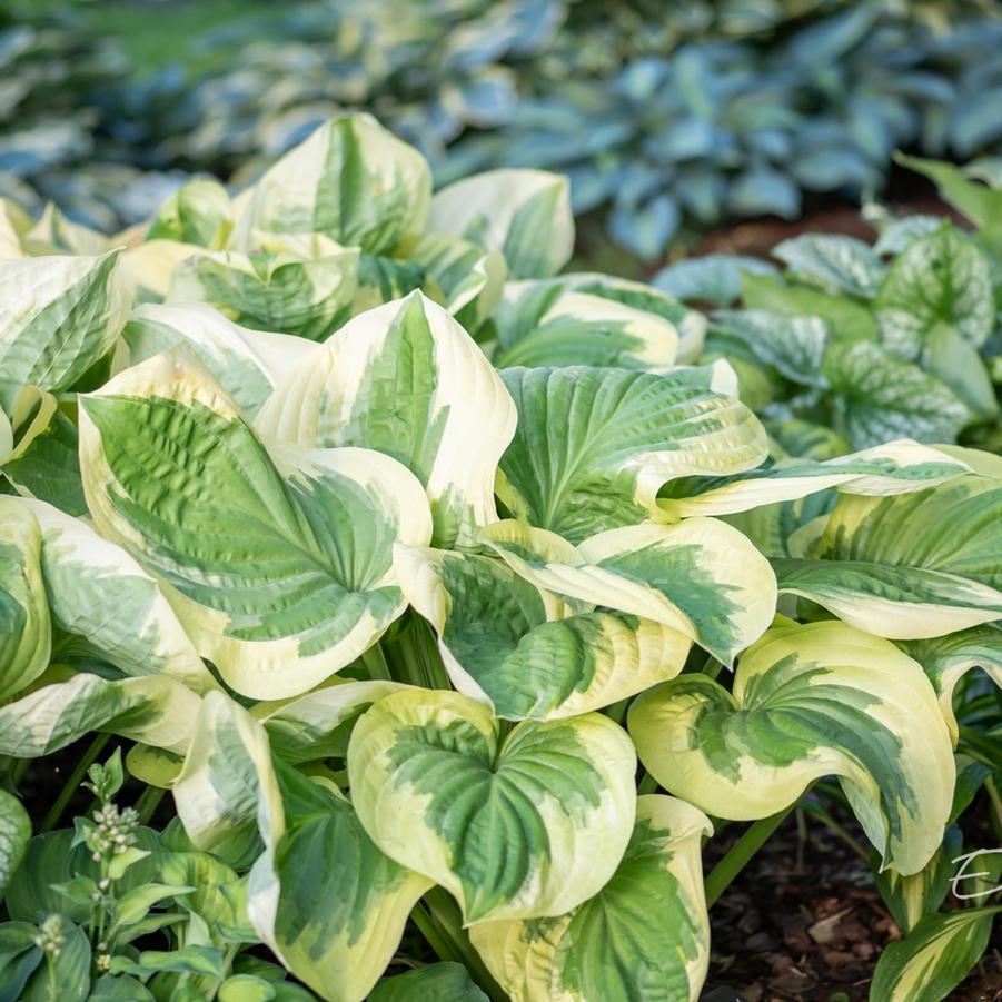 Hosta Oh Cindy