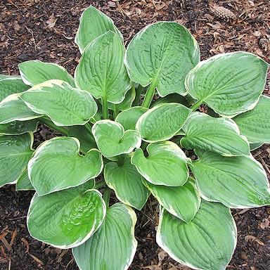 Hosta Sunshine Glory