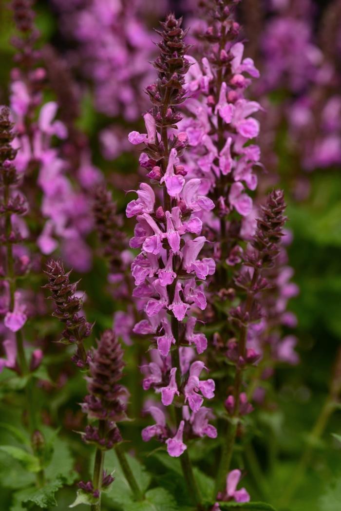 Salvia (per) nemorosa Sensation™ Rose Marvel