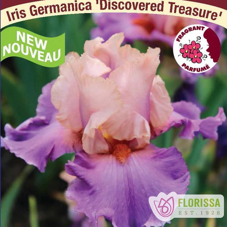 Iris germanica Discovered Treasure