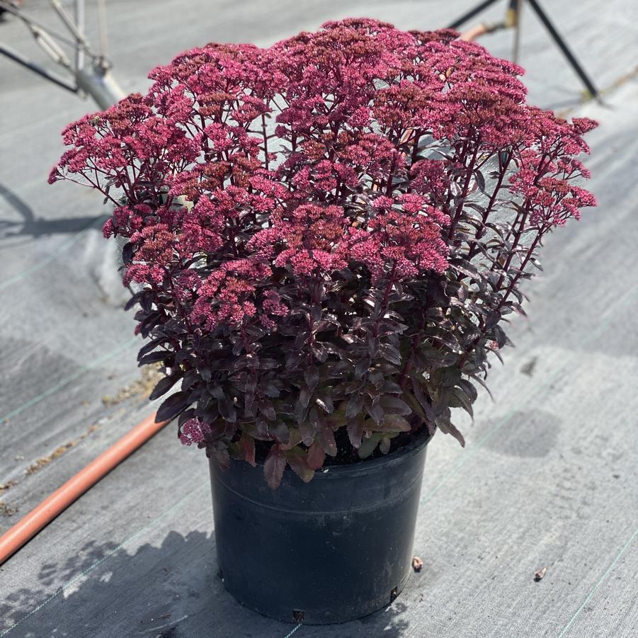 Sedum Nova Cherry Fizz