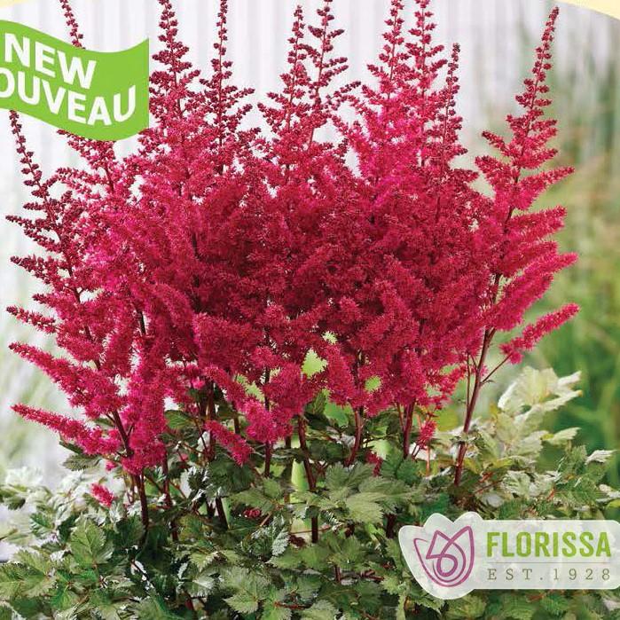 Astilbe chinensis Visions Volcano