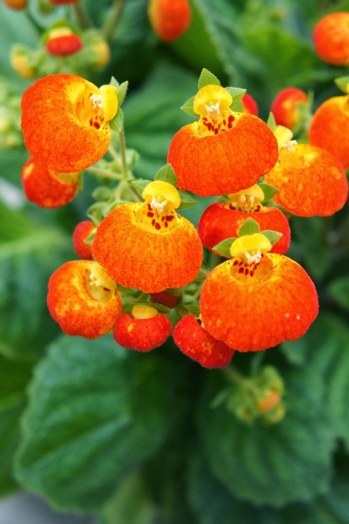 Calceolaria Calynopsis™ Orange