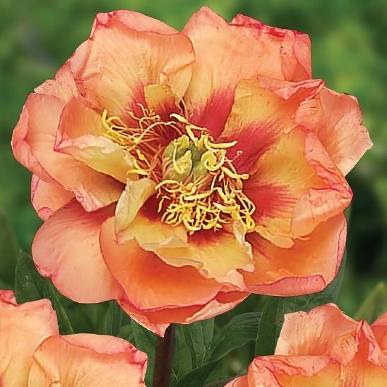 Paeonia Orange Victory