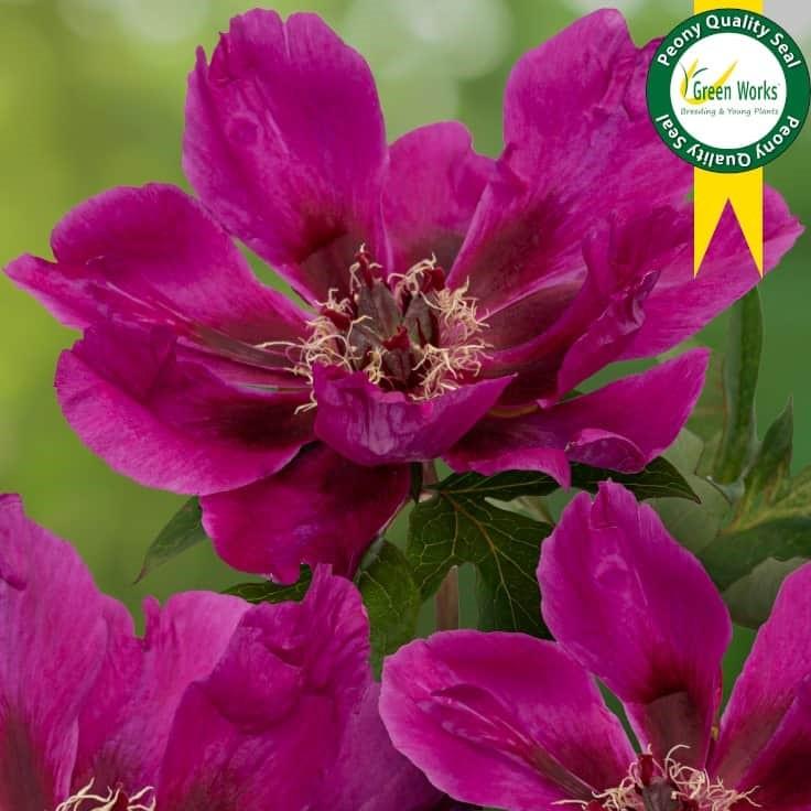 Paeonia Purple Sensation