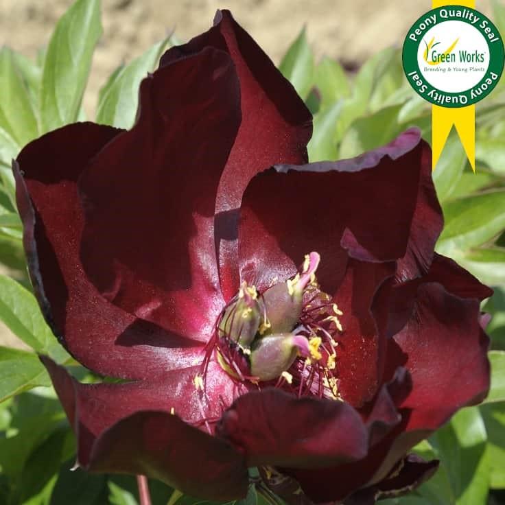 Paeonia Simply Red