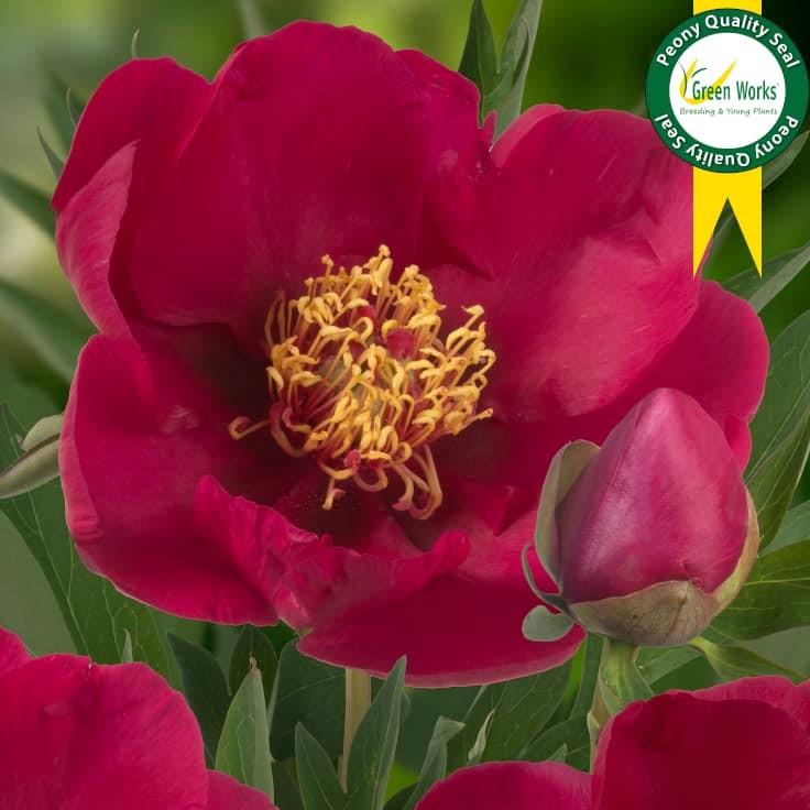 Paeonia Tolmeo Nr 59