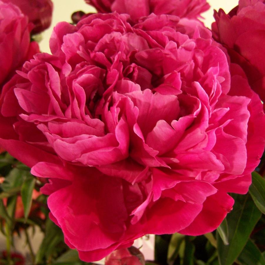 Paeonia Red Sarah Bernhardt