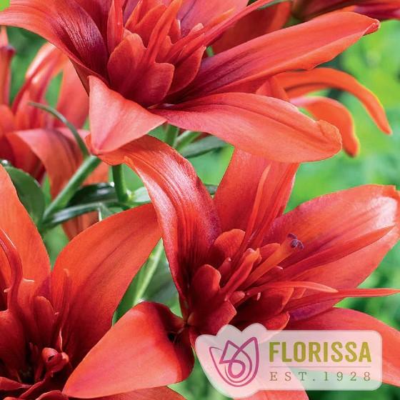 Lilium asiaticum Red Twin