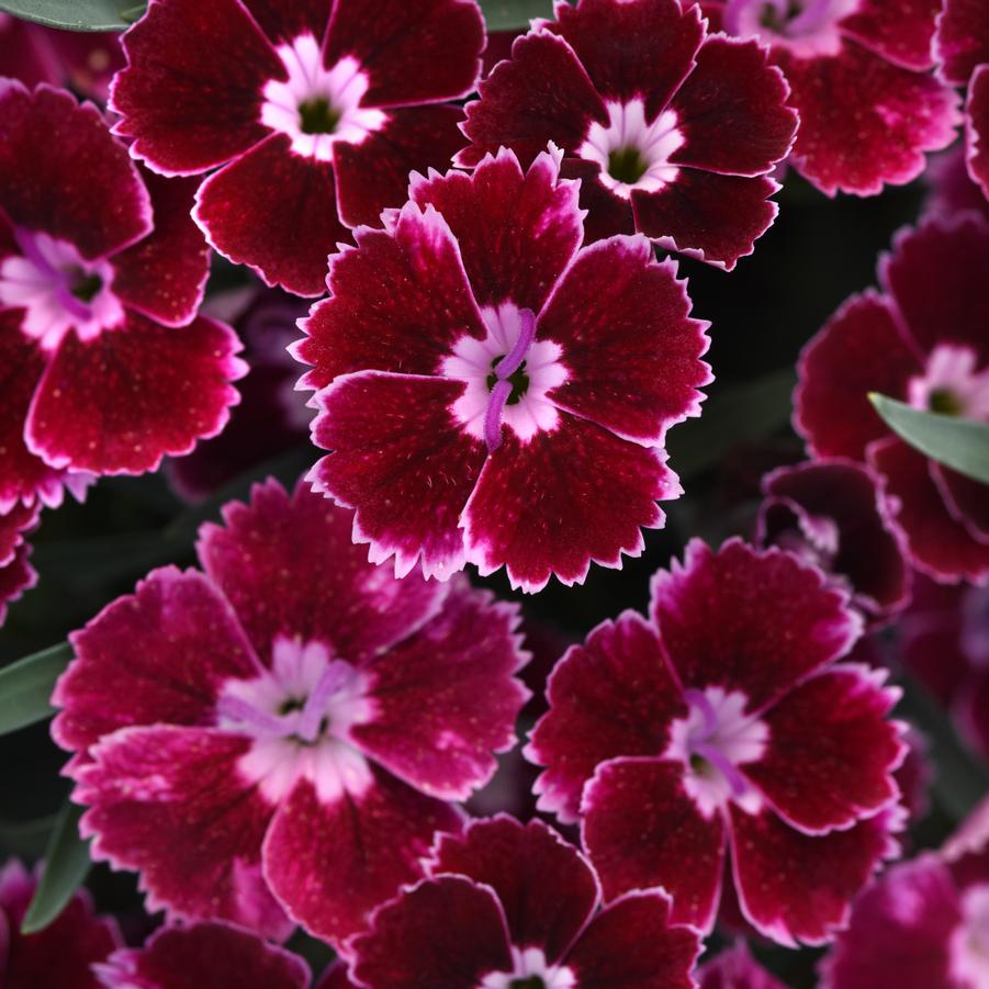 Dianthus (per) Everlast™ Ruby Edge