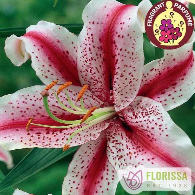 Lilium orientale Dizzy