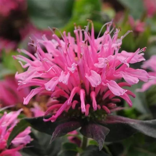 Monarda didyma Balmy™ Pink