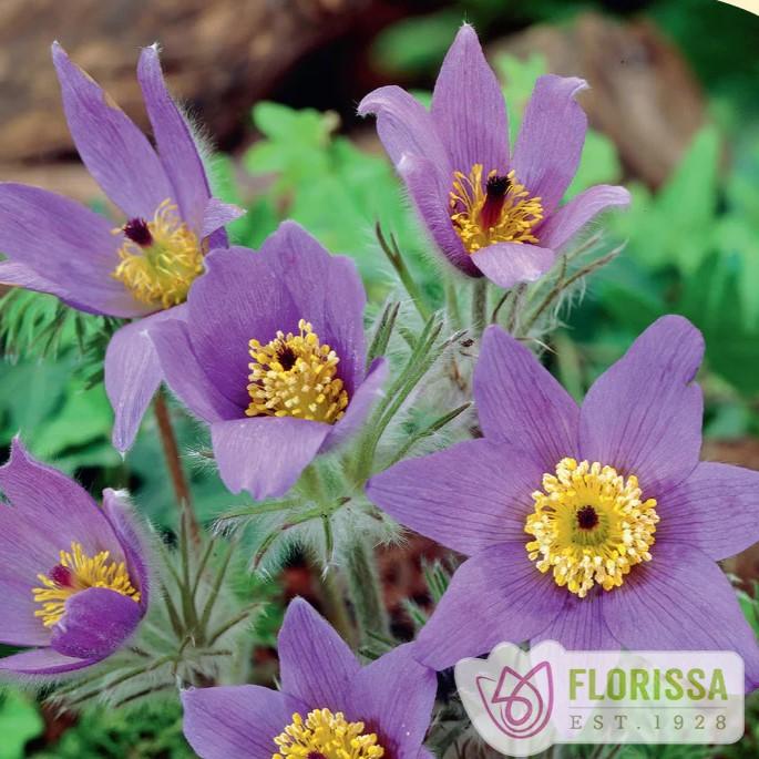 Pulsatilla vulgaris Violet