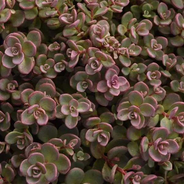 Sedum cauticola Shamrock