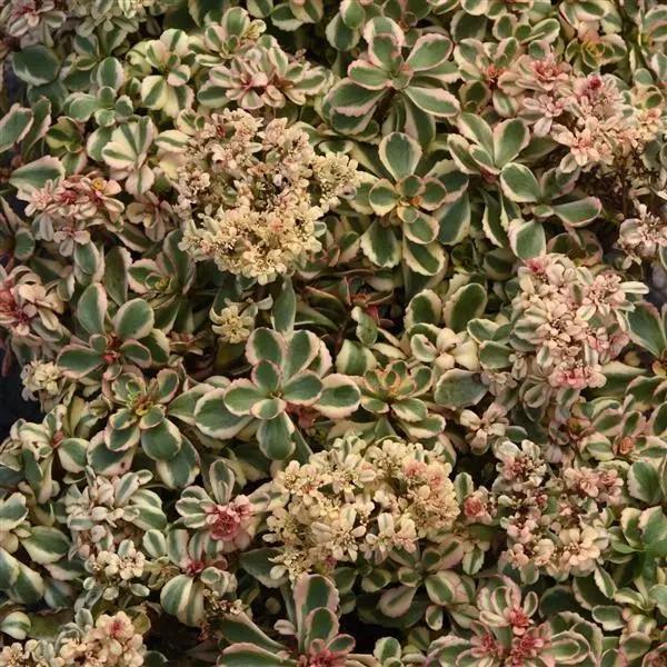 Sedum spurium What a Doozie