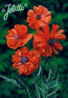 Papaver orientalis May Queen