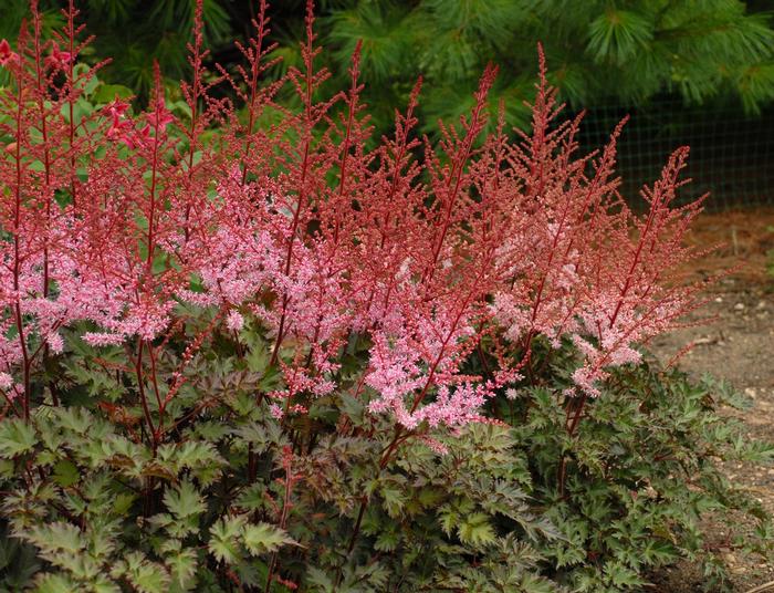 Astilbe chinensis Delft Lace