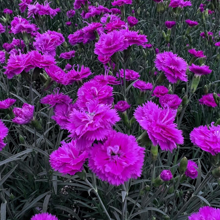 Dianthus gratianopolianus Pink Fire