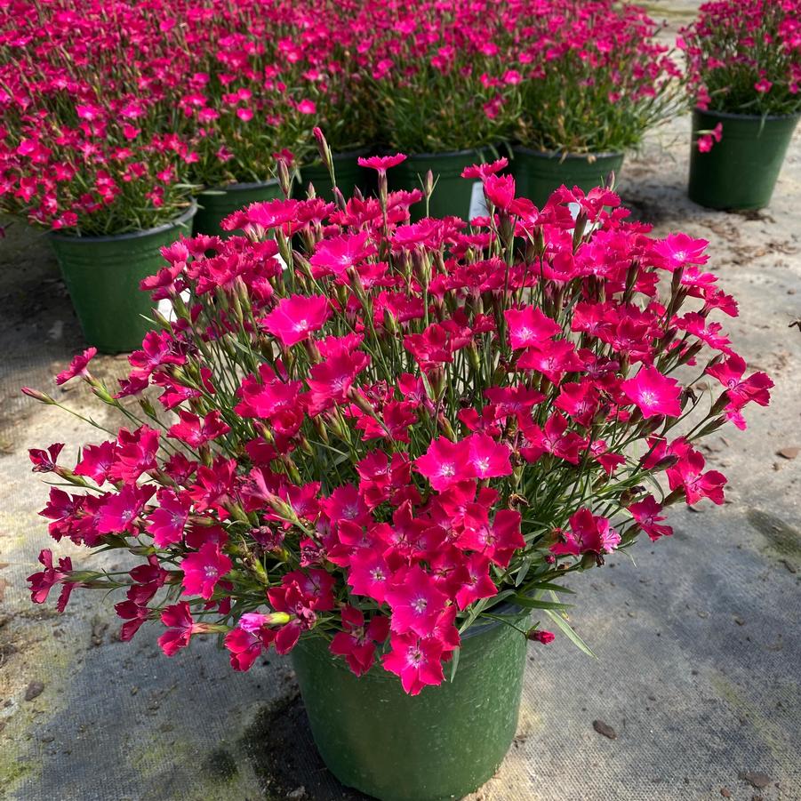 Dianthus Beauties® Kahori Scarlet