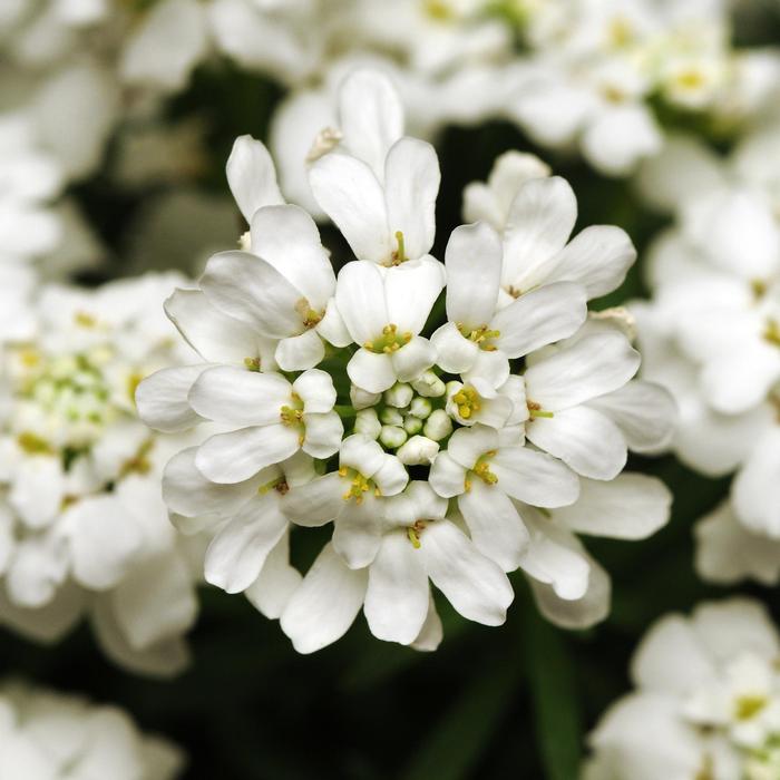 Iberis sempervirens Whiteout