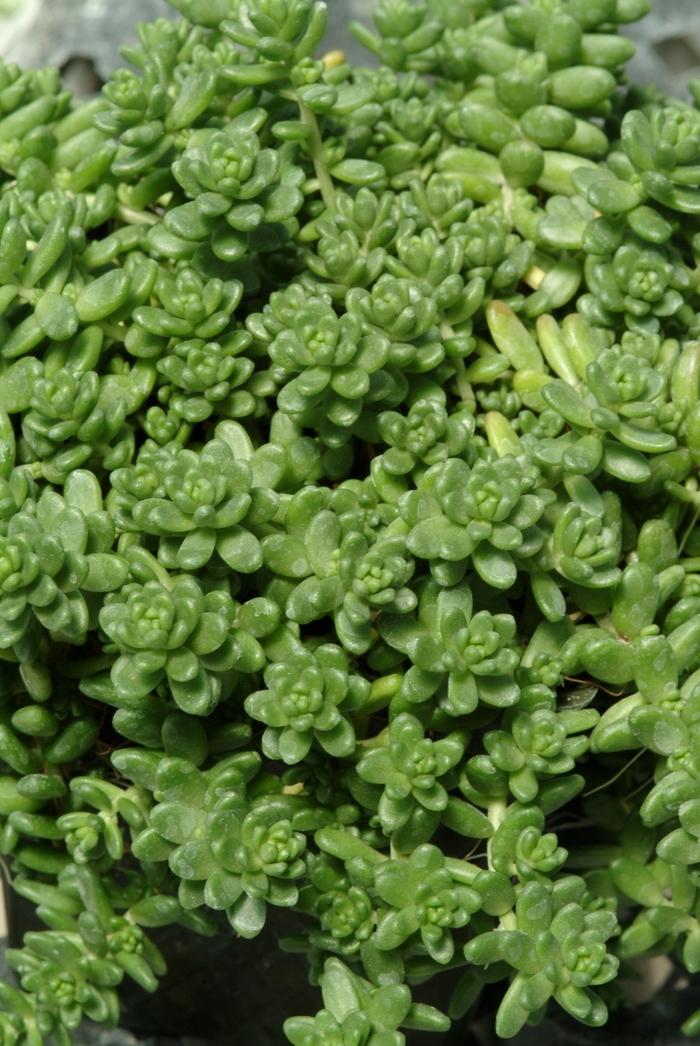 Sedum album Athoum