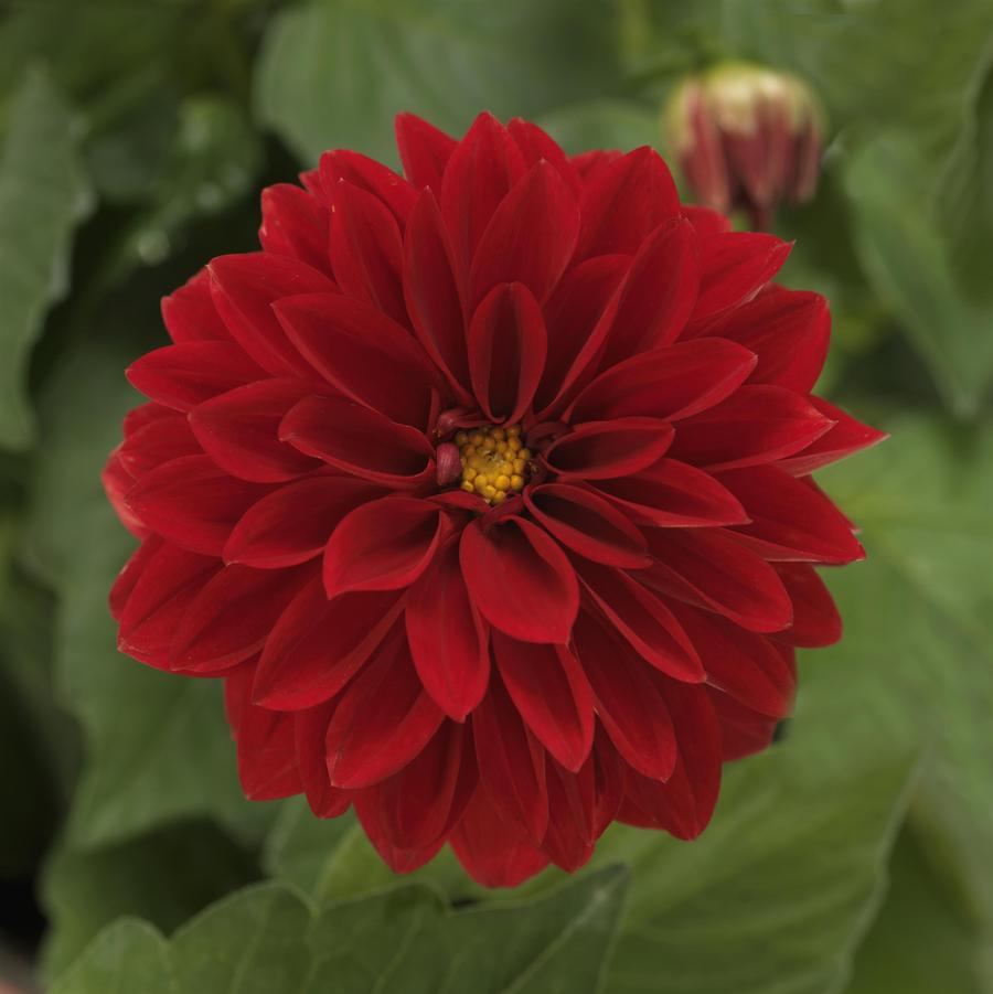 Dahlia Dahlietta® Tessy