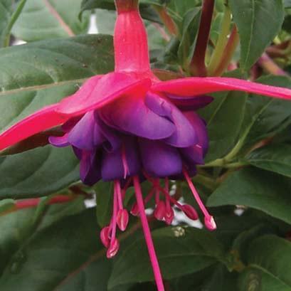 Fuchsia Dollar Princess