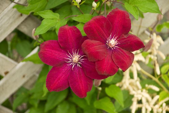 Clematis Rouge Cardinal