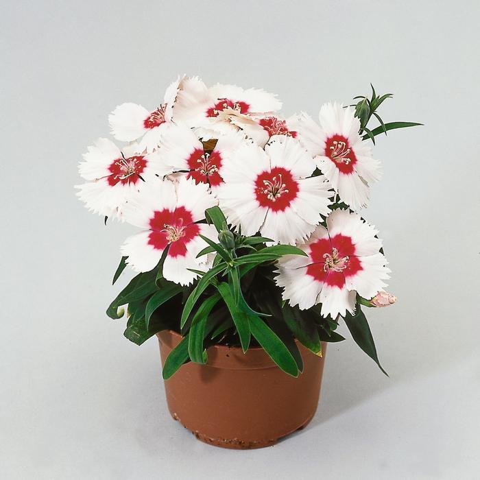 Dianthus chinensis Diana White Red Eye