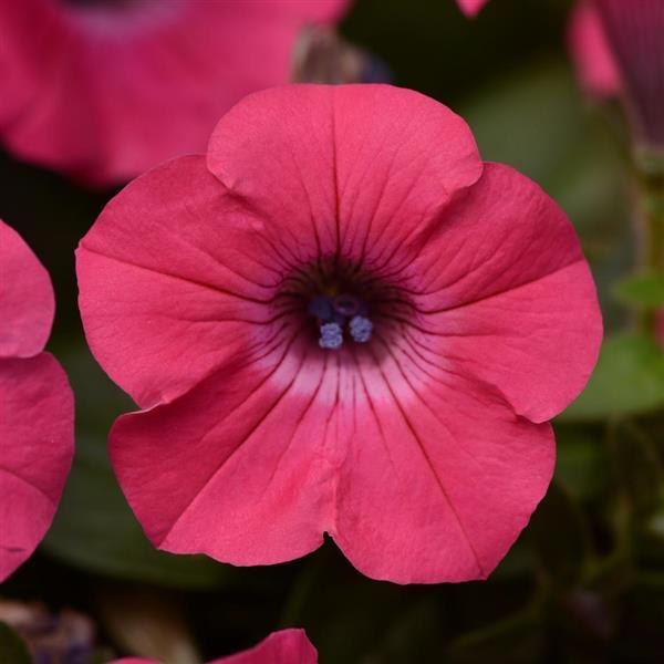 Petunia Tidal Wave® Hot Pink