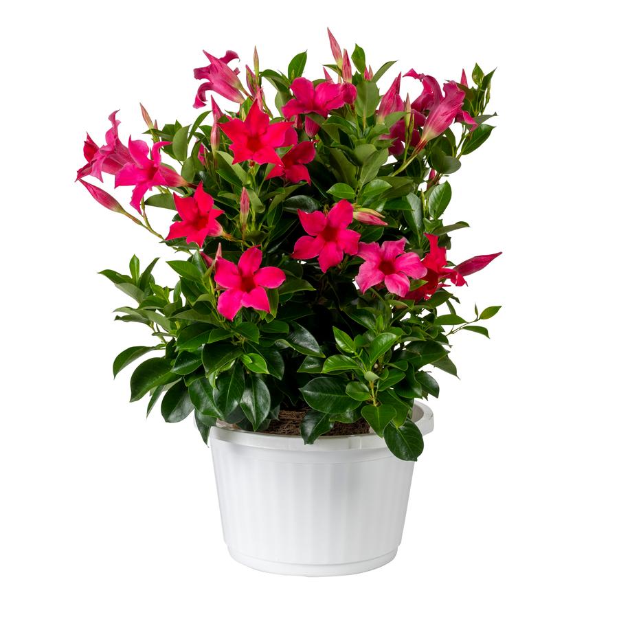 Mandevilla Sun Parasol® Original Pink