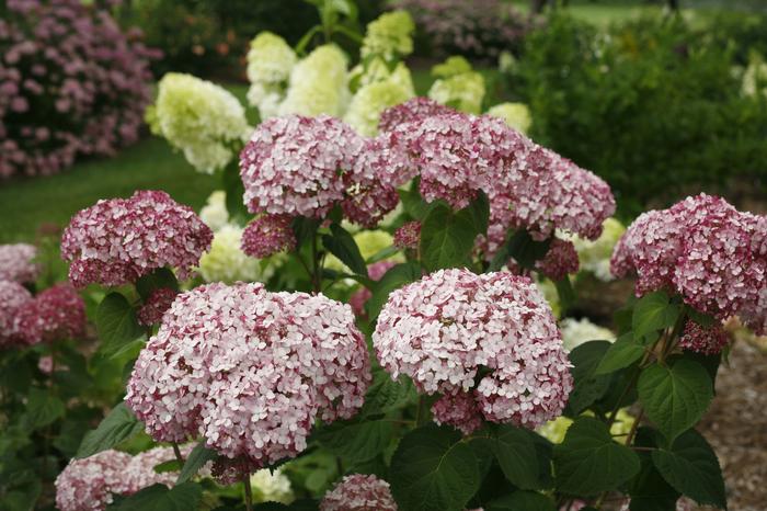 Hydrangea arborescens Incrediball® Blush