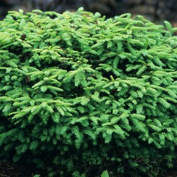 Picea abies Nidiformis