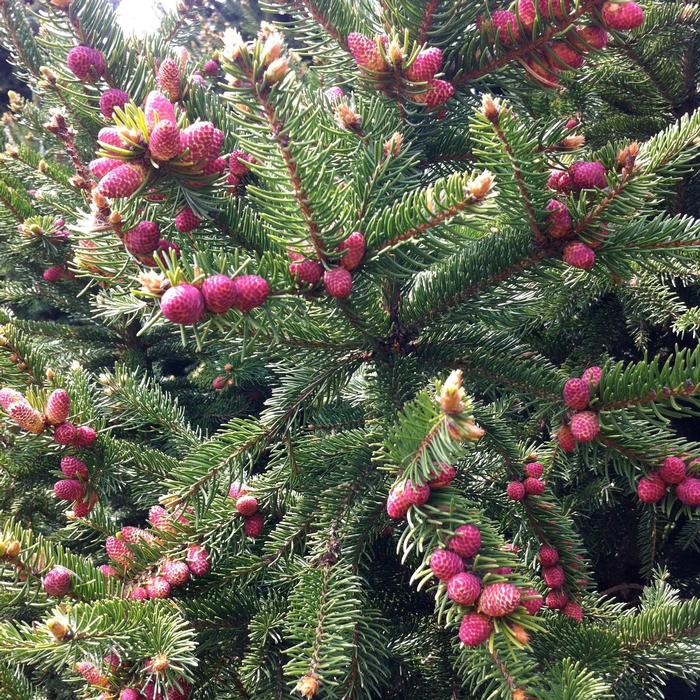 Picea abies Ohlendorfii