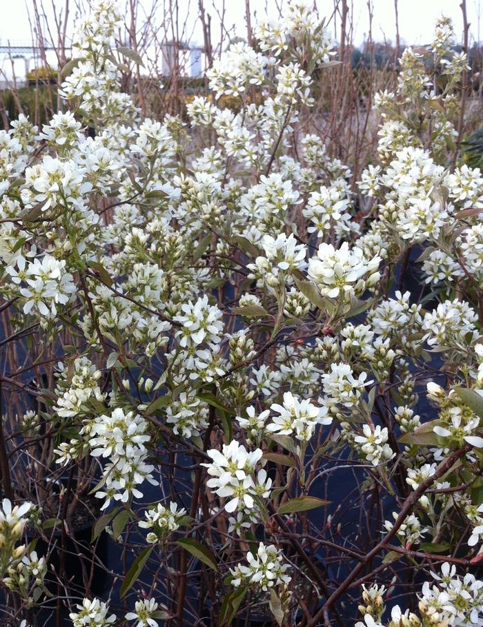 Amelanchier alnifolia Regent