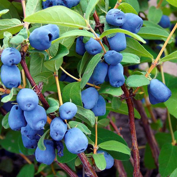 Lonicera caerulea Borealis