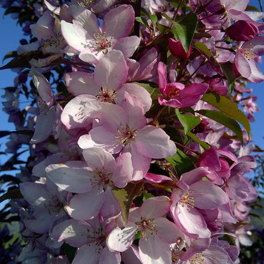 Malus Pink Spires